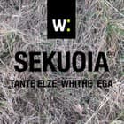Wilsonic presents: Sekuoia